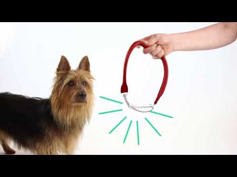 Video: Koiran Erottelun Ahdistuneisuus