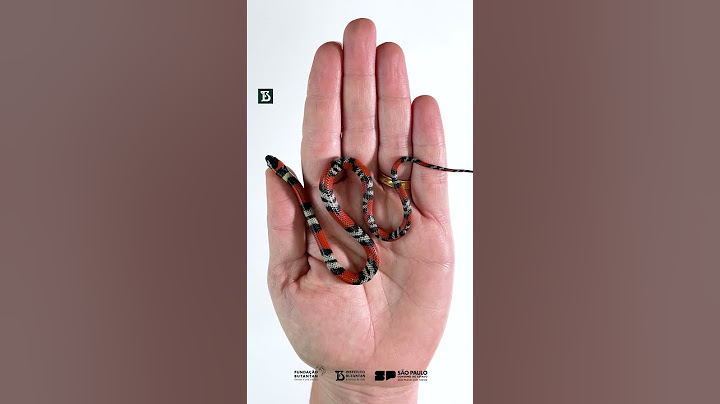 Já viu ovo de cobra?