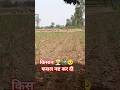 किसान रो पड़ा 😭 नीलगाय ने उजाड़ा खेत#shortvideo