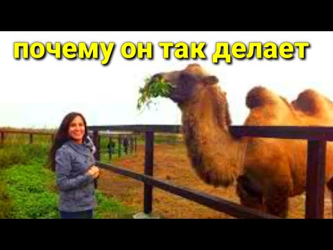 Почему верблюды плюются интересные факты про Верблюда
