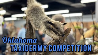 OK Taxidermy Competition 2023 ~ Showroom Walkthrough