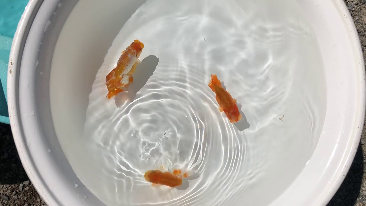 camera iphone 8 plus apk NO,1570