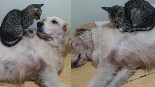 Kitten Gives this Big Dog a Massage Before Settling Down for a Nap by Top Kitten TV 124 views 2 years ago 8 minutes, 56 seconds