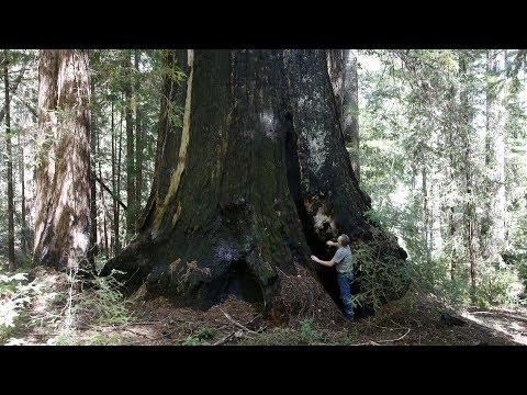 New California redwood park larger than Muir Woods