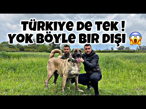 ERKEK BOZAN CİNSTEN