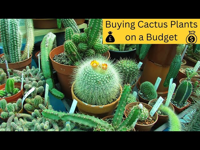 caline crazy cactus Rebutia Krainziana (Scarlet Ball Cactus) – Kesslers Cacti