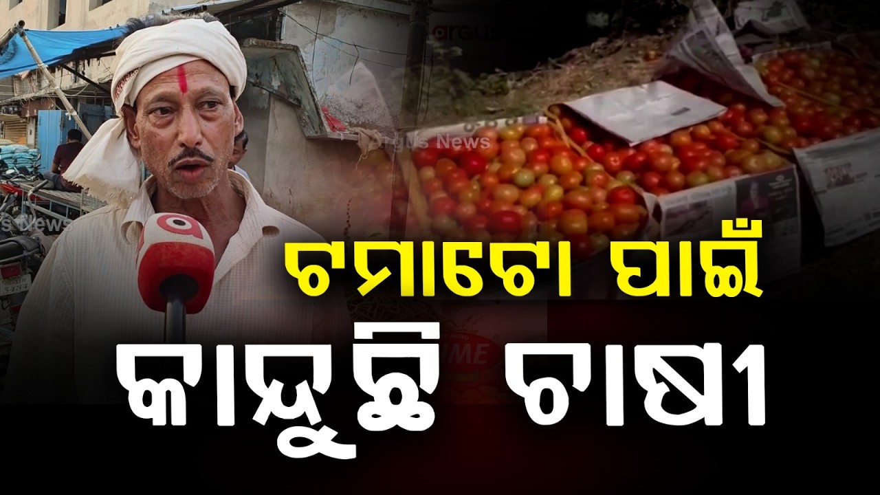 ଟମାଟୋ ପାଇଁ କାନ୍ଦୁଛି ଚାଷୀ ! Tomato Price Crash Hits Odisha Farmers | Loans & Hopes Shattered