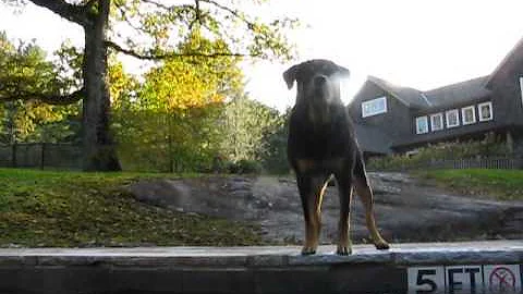 Zeus the Amazing Rottweiler
