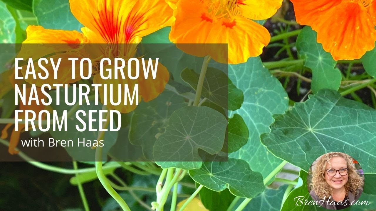 How to Grow The Free Nasturtium Seeds From Lowes - YouTube