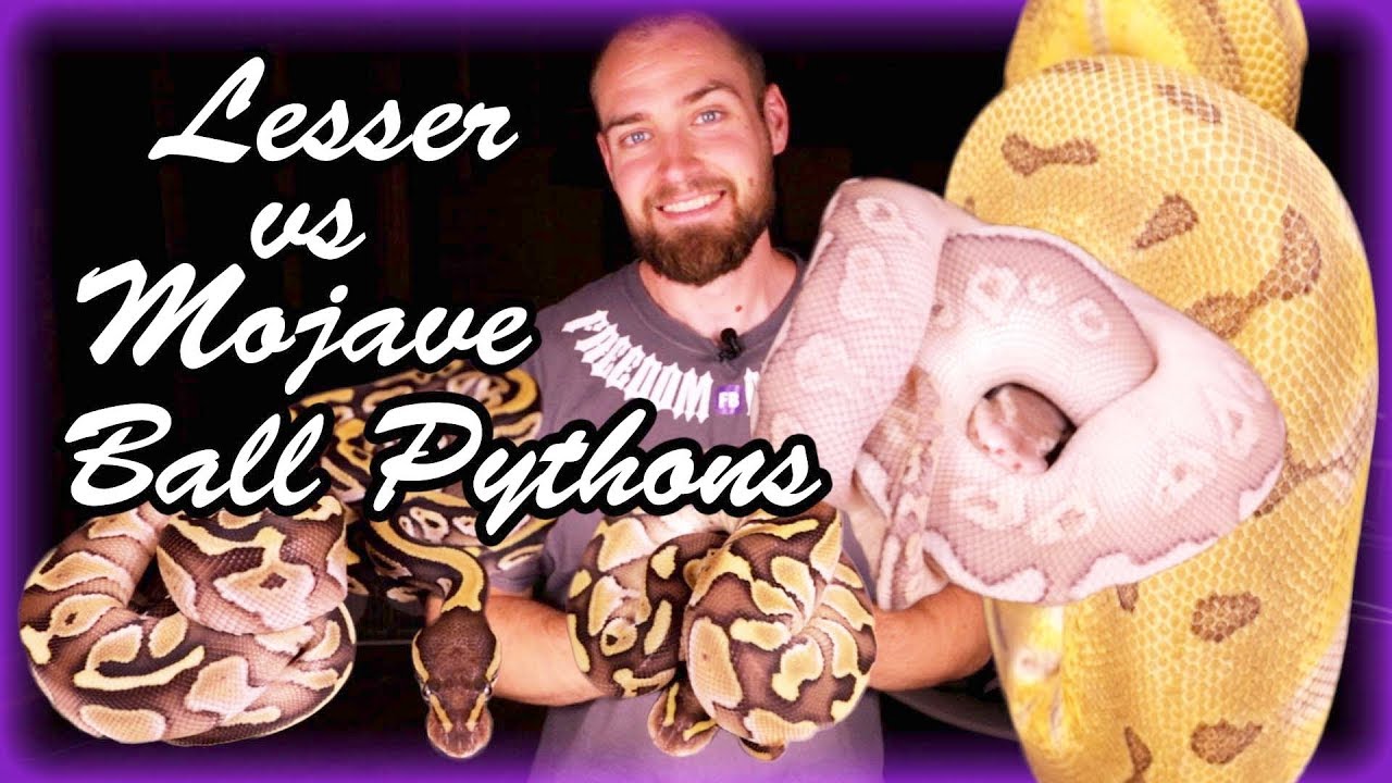 How to Identify Ball Python Morphs - YouTube