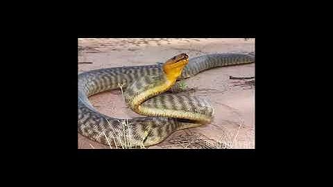 The Aspidites ramsayi or The woma python