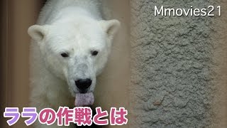 Polar Bear's feeding & play ララの作戦 リラには負けられない