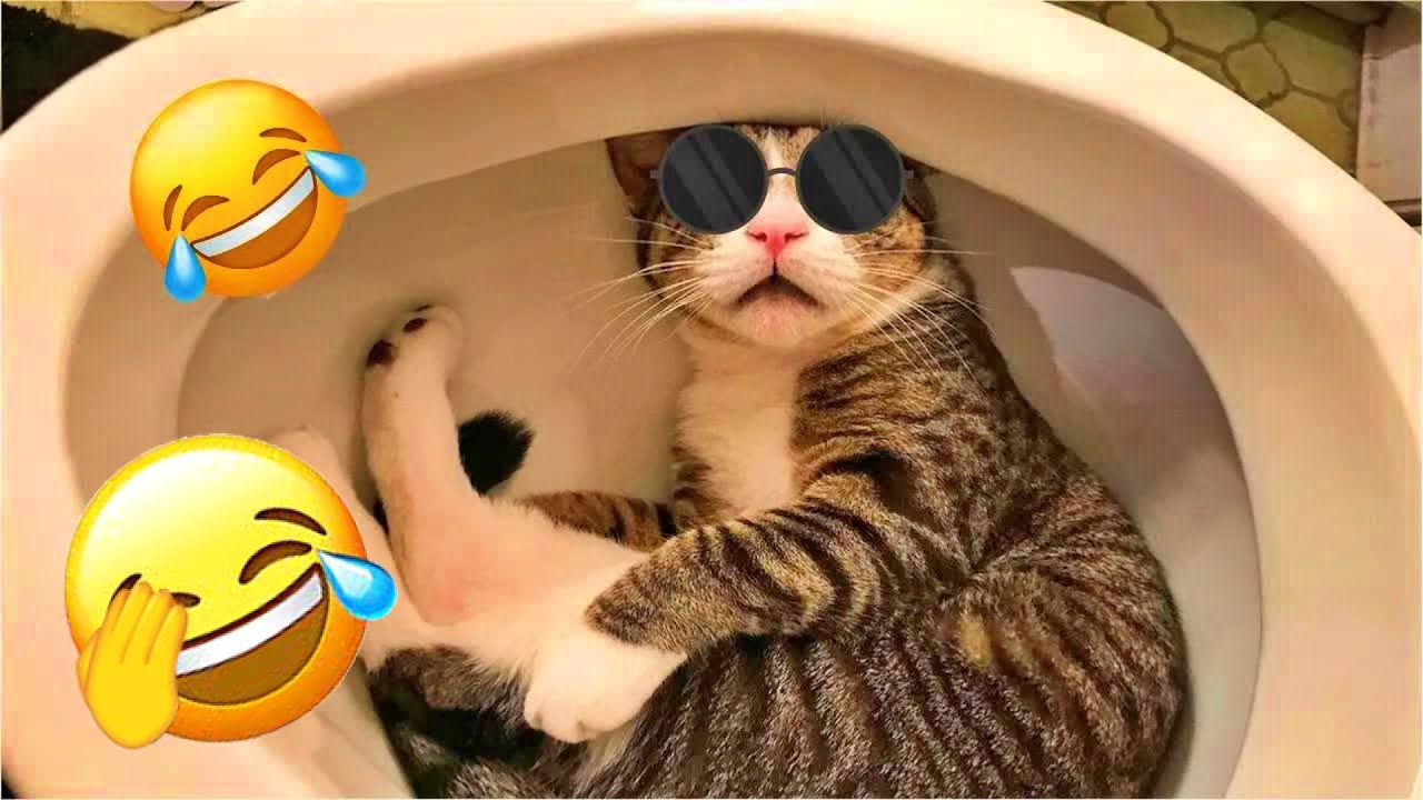 Funny Cat Videos 2025 😹 Best Cat Compilation Ever 😌 #funny_videos # ...