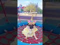 My PUG Dog Wants To Tell You a SECRET 🤫 #shorts #dog #trending