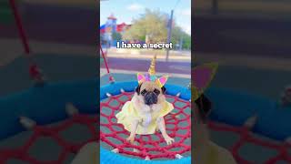 My Pug Dog Wants To Tell You A Secret