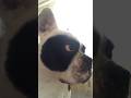 #французкийбульдог#животные#джекмалин