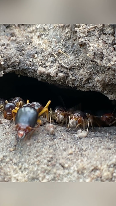 #ants #antcolony #bushcraftskills #insects #bamboo1