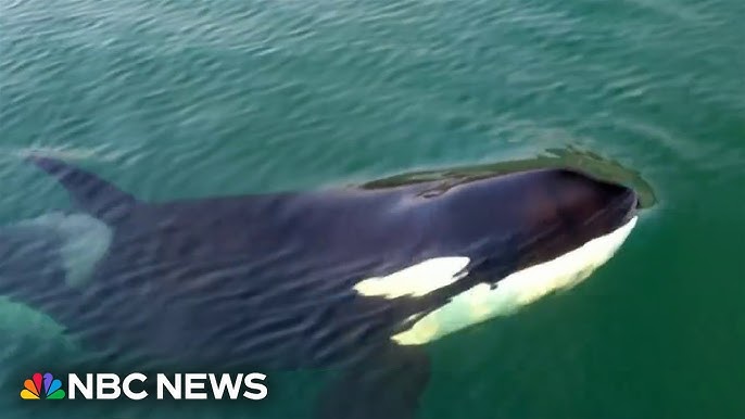 Whale Hello There Coast Guard Launches Program To Protect Endangered Whales