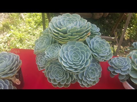 Video: Echeveria. Cómo Cultivar Esta Rosa De Piedra
