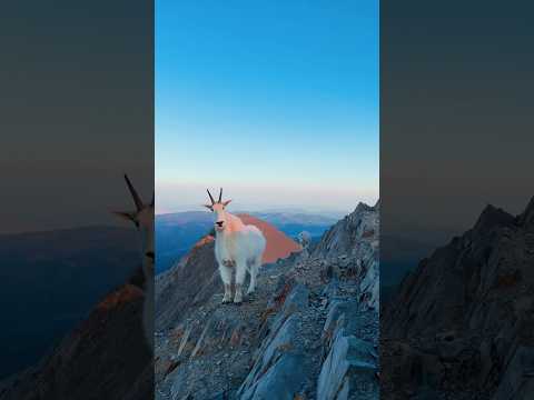 Meeting a mountain goat in Montana
