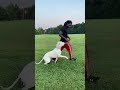 ADVANCED OBEDIENCE WITH DOGO ARGENTINO Shorts Shortvideo Dogtraining