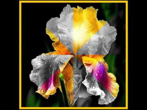 Video: Irissen (88 Foto's): Planten En Verzorgen Van Een Bloem In Het Open Veld In Het Voorjaar. Hoe De Hanen Te Plaatsen? Hoe Zien Ze Eruit? Welke Kleuren Zijn Iris?