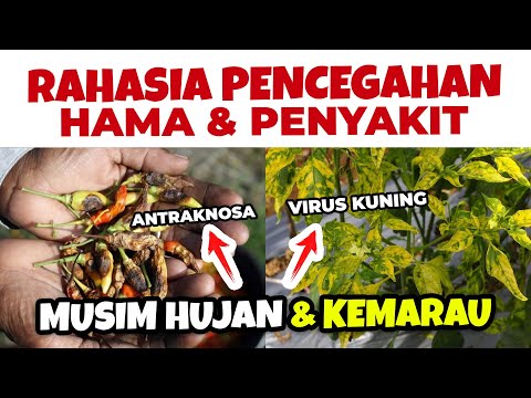 Video: Daftar Tanaman Indikator - Pelajari Tentang Air, Tanaman Penanda Hama Dan Penyakit