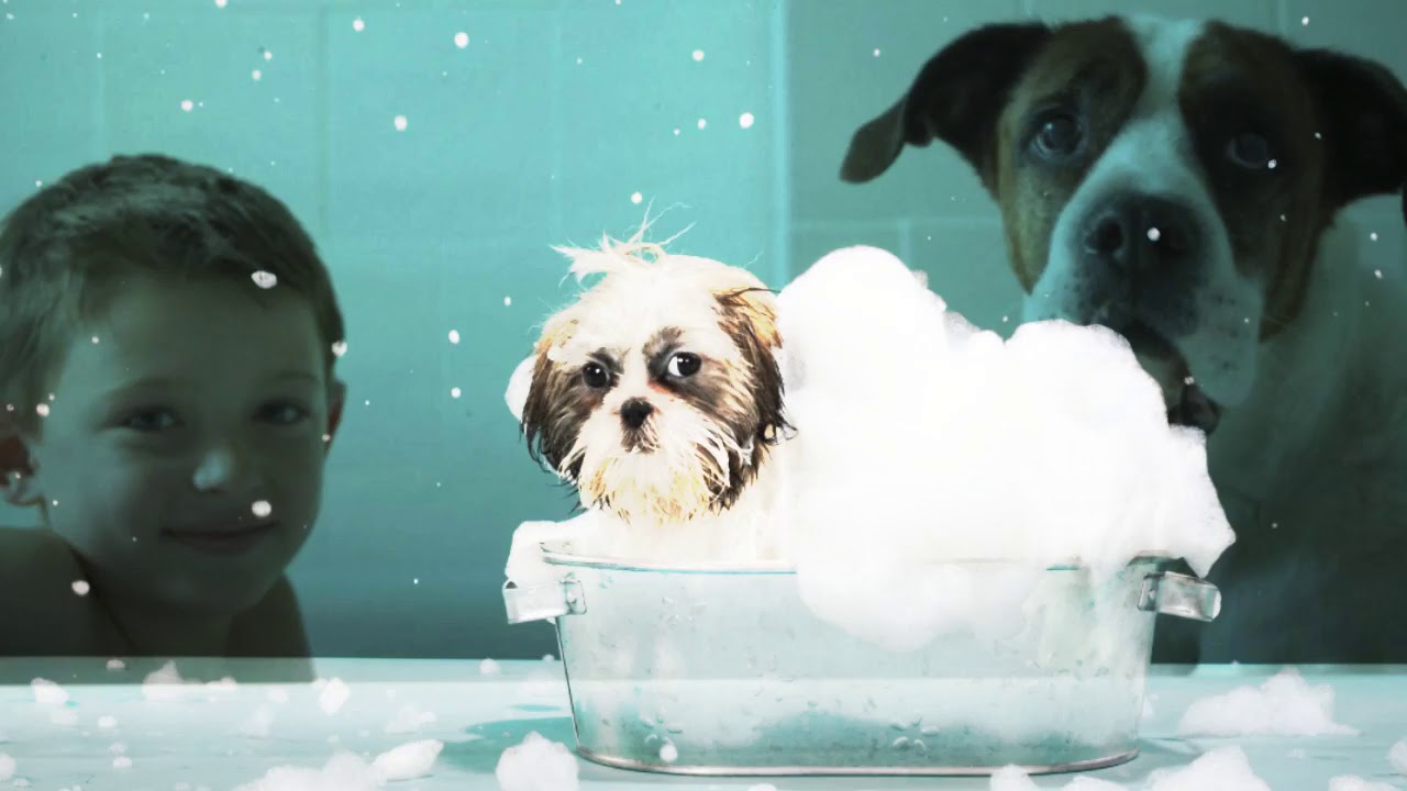 Port Richie Pet Grooming Business For Sale YouTube