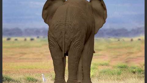 African elephant model created with maya n zbrush