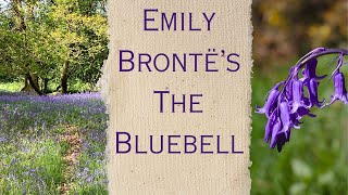 Emily Brontë’s The Bluebell - Poetry, walking & sunshine