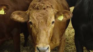 How the cow sees the world