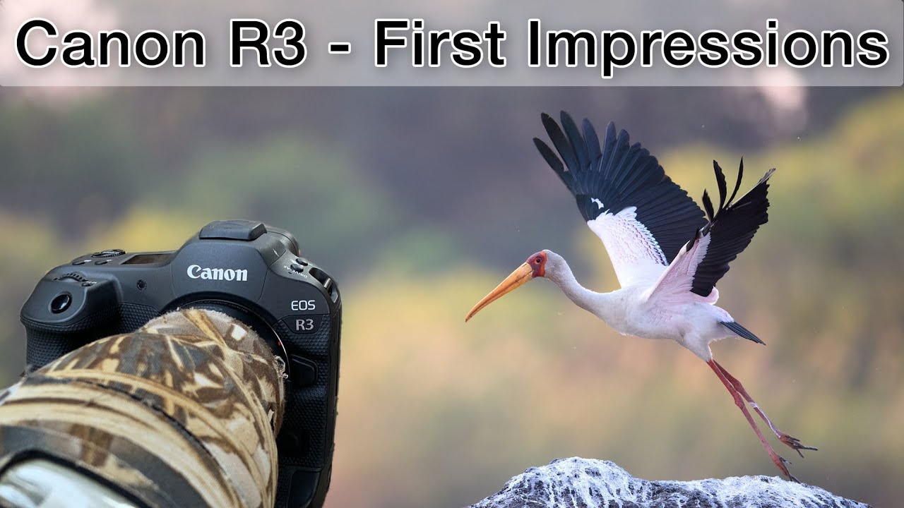 Better than the R5? Canon R3 for wildlife photography - first impressions (mini-review)