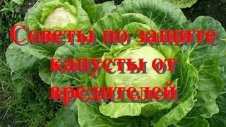 видео Как бороться с вредителями на капусте