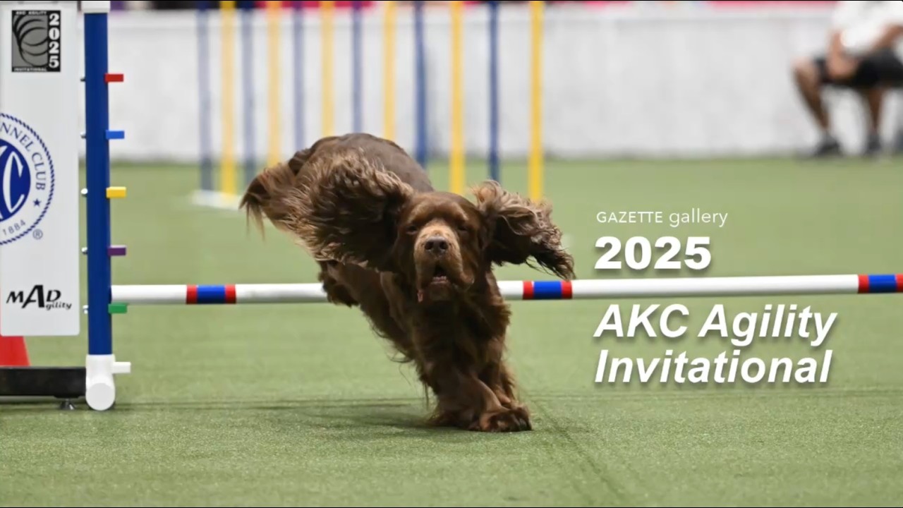 AKC Gazette Gallery: 2025 AKC Agility Invitational