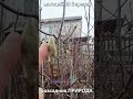 Магнолії розсадника Природа 18 березня 2026 року