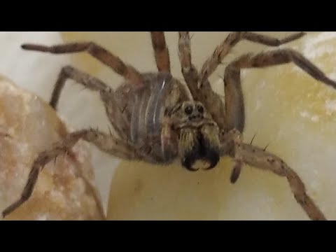 Video: Acanthoscuria geniculata örümceği: yaşam tarzı ve bakım kuralları