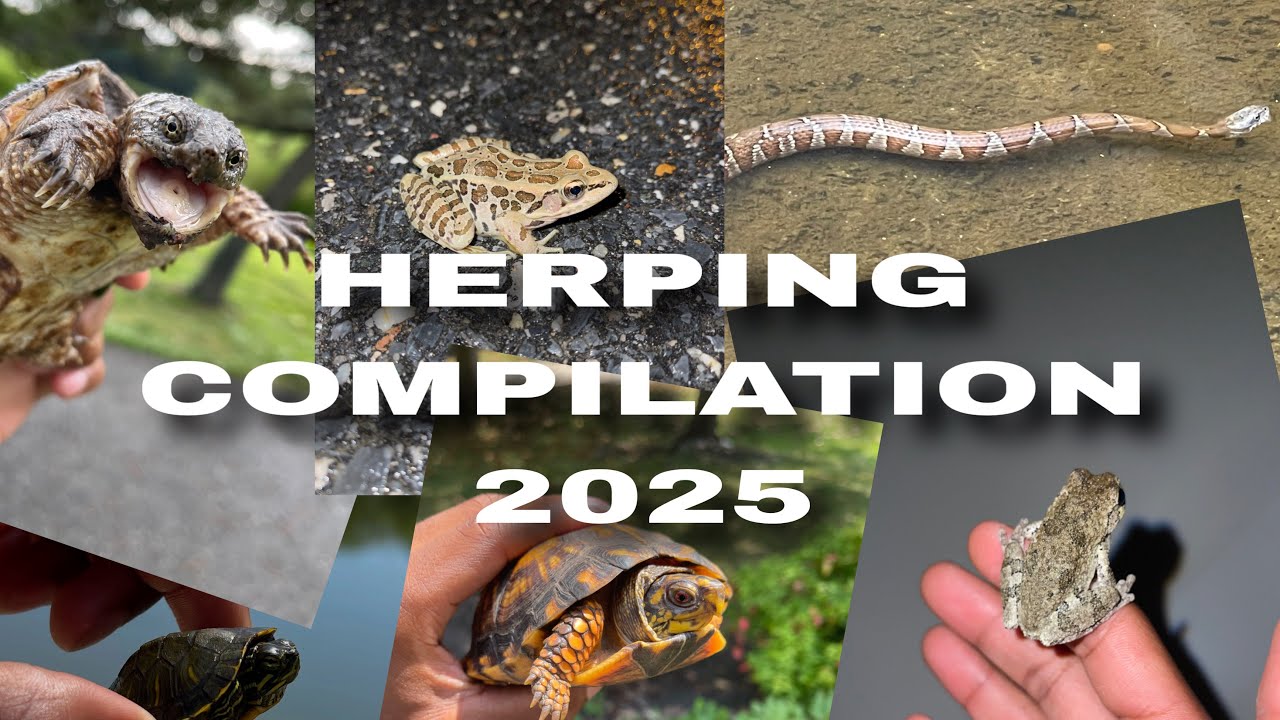 2025 HERPING COMPILATION