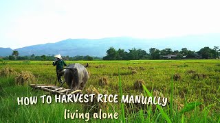 FULL VIDEO how to harvest rice manually