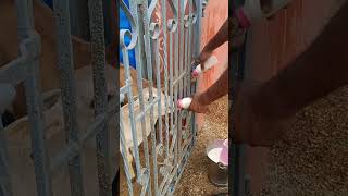 Feeding My Calves MILK Bottles! (They LOVE It)"