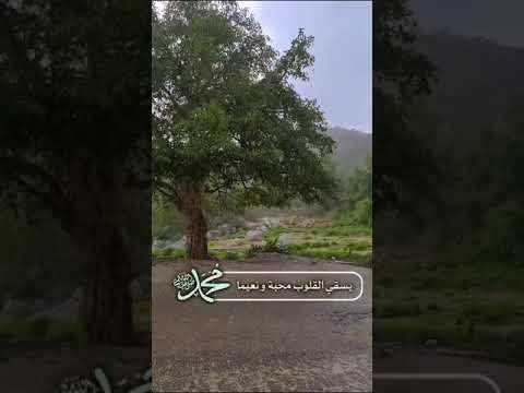 اللهم صل وسلم على حبيبك محمد عدد قطر الأمطار وعدد أوراق الأشجار وعدد ماتعاقب الليل والنهار