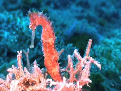 seahorse and friends indonesia lembeh strait. duik...