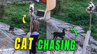 Dog Trying to Chase a Cat Out of the Yard