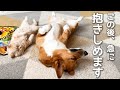 【スクープ映像】犬が猫を抱きしめる瞬間を捉えた【コーギー】【マンチカン】