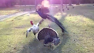 Peacock vs turkey's