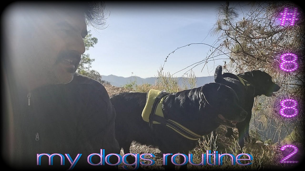 Labrador dogs joyful walk and daily routine life - YouTube