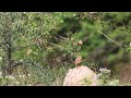 Jerdon&#39;s Bushlark Calling