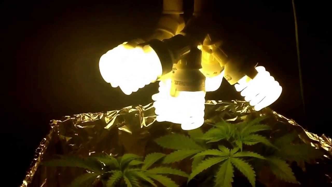 3 week veg. Critical kush/white widow