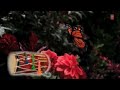 Rajwadi Dhol Instrumental Song By Bipin Panchal [Indian Classical] | Dhol Dhamaka Mp3 Song