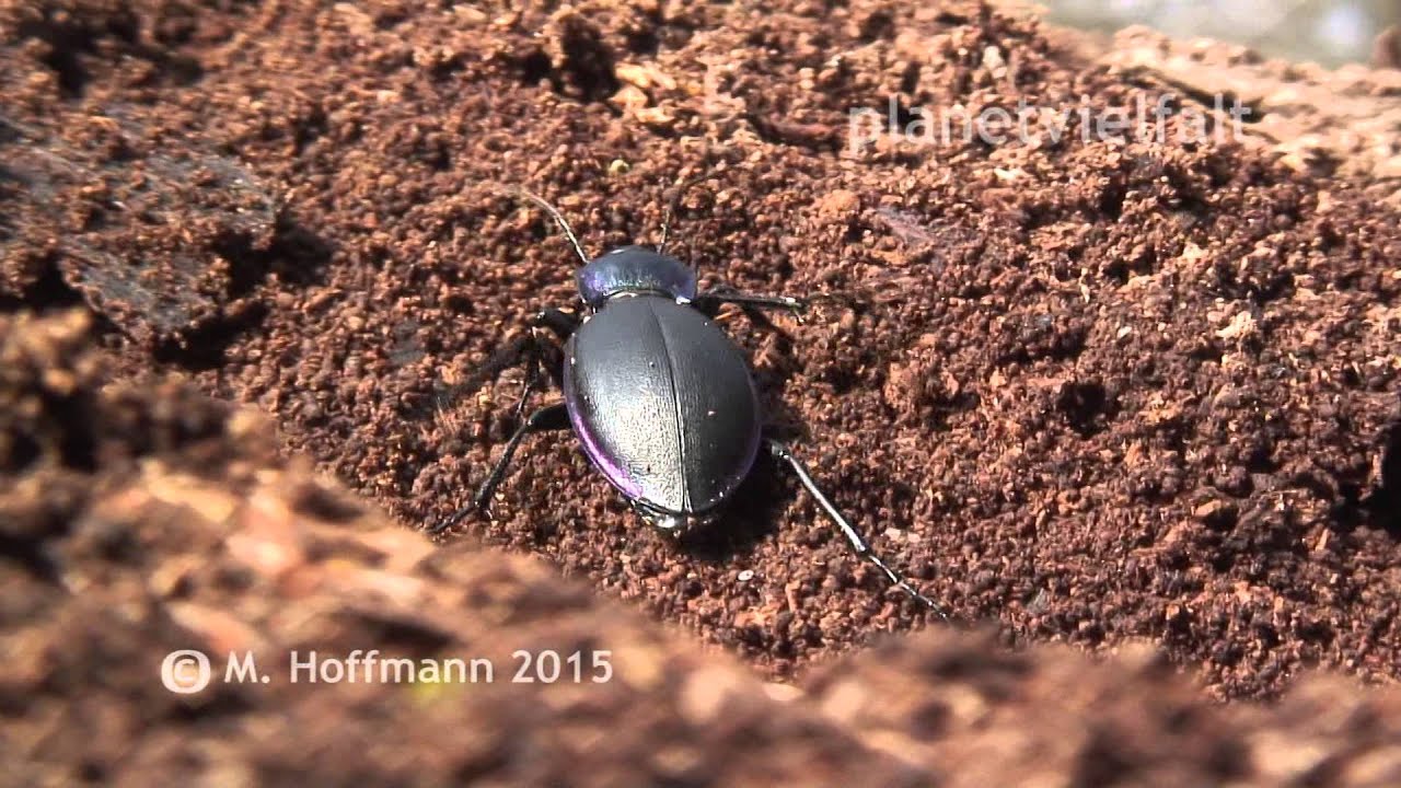 Goldleiste Carabus violaceus, violet ground beetle