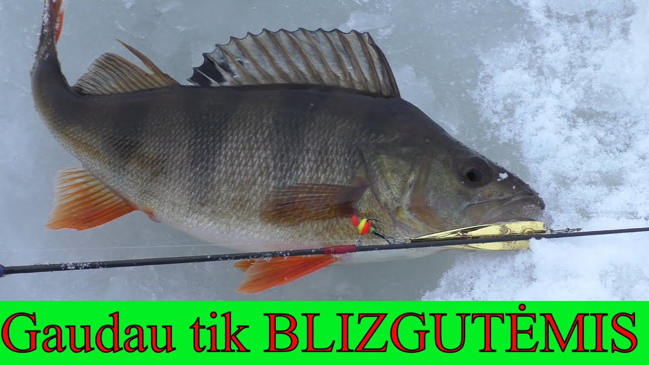 Gaudau tik blizgutėmis. Savaitgalio žvejybos